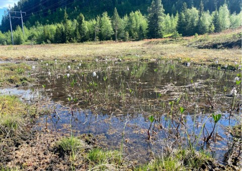 Water sampling – Rundhaugtjønna, Trøndelag