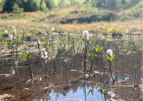 Water sampling – Rundhaugtjønna, Trøndelag