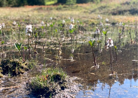 Water sampling – Rundhaugtjønna, Trøndelag