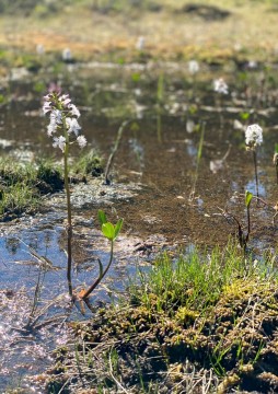 Water sampling – Rundhaugtjønna, Trøndelag