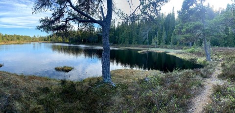 Water sampling – Sølvskakkeltjønna, Trondheim