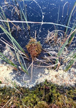 Water sampling – Sølvskakkeltjønna, Trondheim