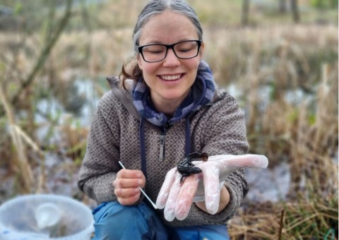 Amphibians sampling – Nesvangen, Oslo