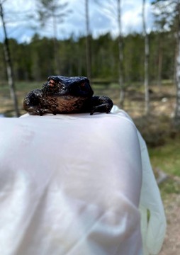 Infected amphibians – sampling in Oslo area