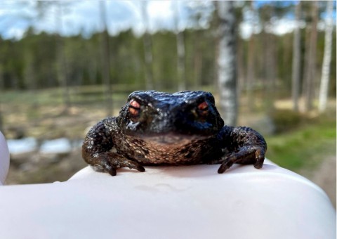 Infected amphibians – sampling in Oslo area