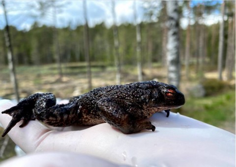 Infected amphibians – sampling in Oslo area