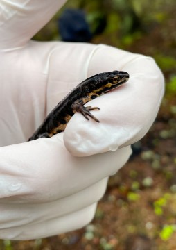 Amphibians sampling – Oslo area