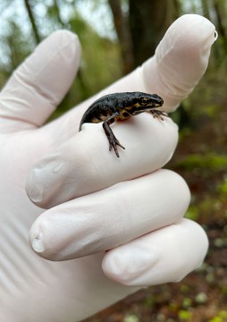 Amphibians sampling – Oslo area