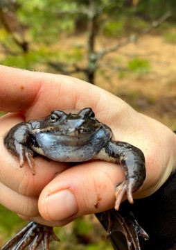 Amphibians sampling – Sognsvannputten, Oslo