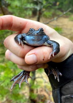 Amphibians sampling – Sognsvannputten, Oslo