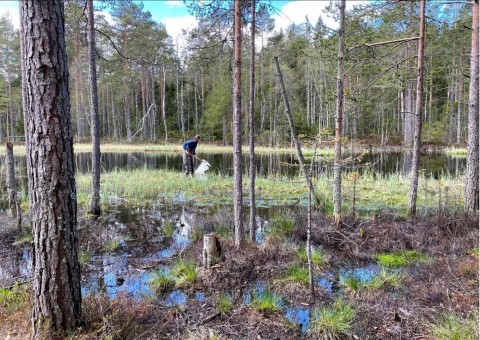 Amphibians sampling – Oslo area