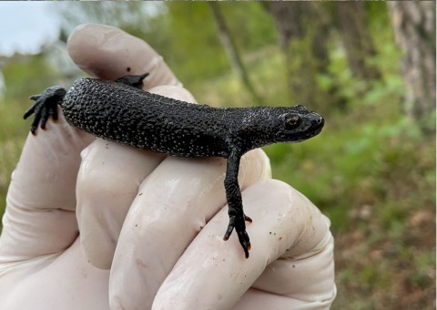 Amphibians sampling – Oslo area