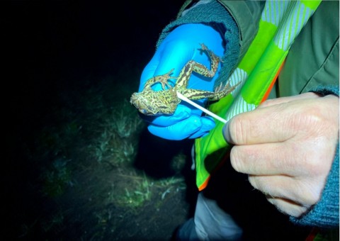 Amphibians sampling – Oslo area