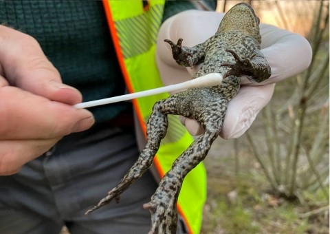 Amphibians sampling – Oslo area