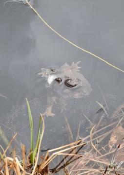 Amphibians sampling – Sognsvannputten, Oslo