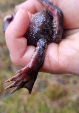 Amphibians sampling – Sognsvannputten, Oslo