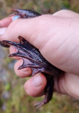 Amphibians sampling – Sognsvannputten, Oslo