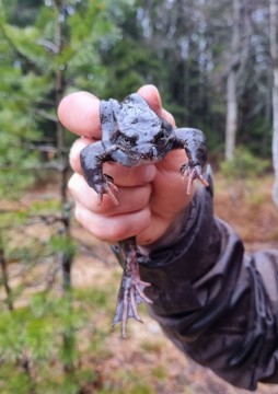 Amphibians sampling – Sognsvannputten, Oslo