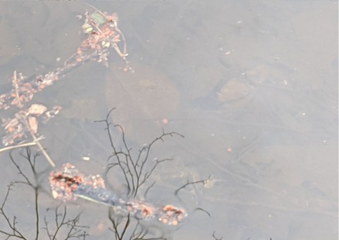 Water sampling – Tenczynek area (commune Krzeszowice)