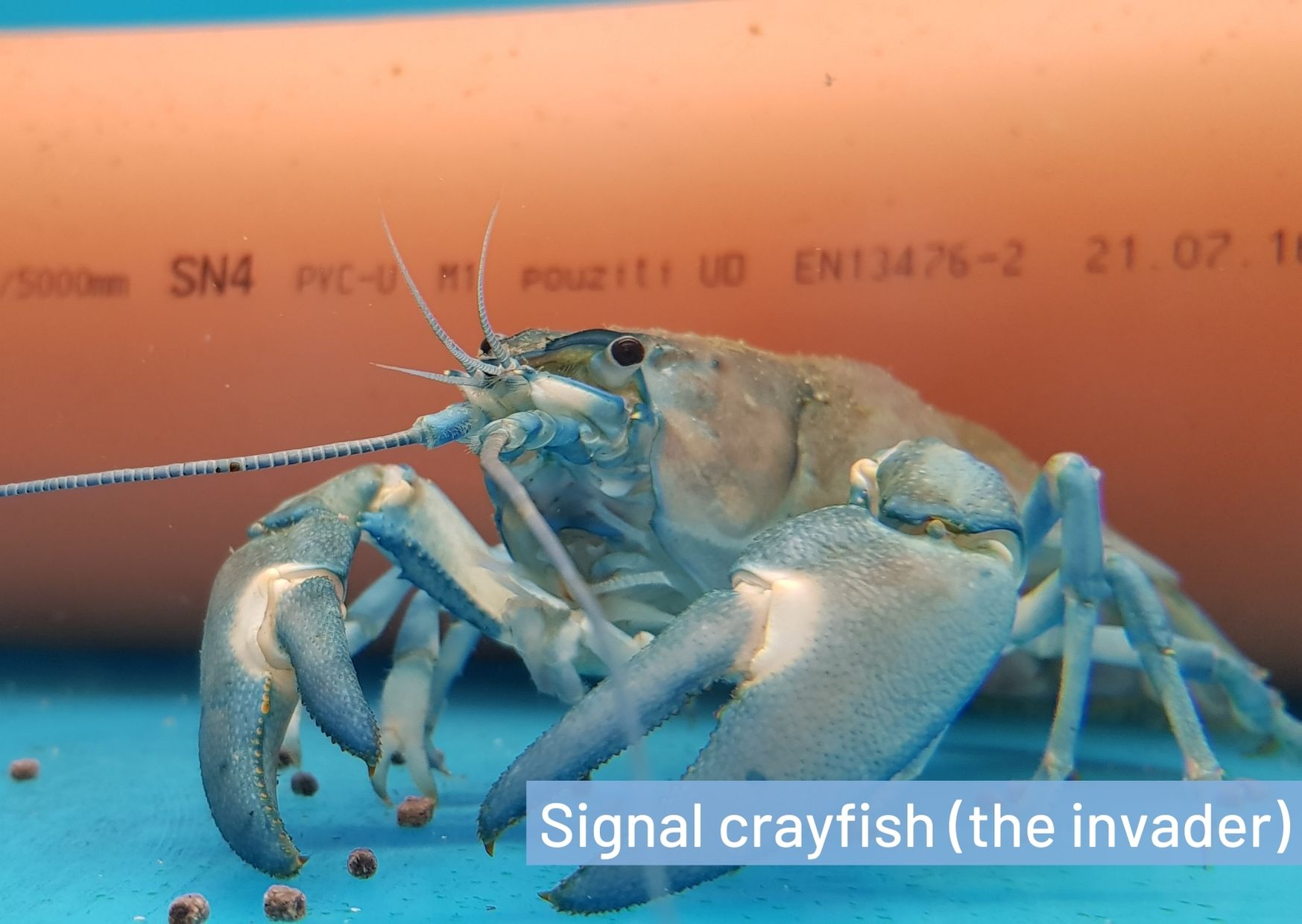 signal-crayfish-8.jpg