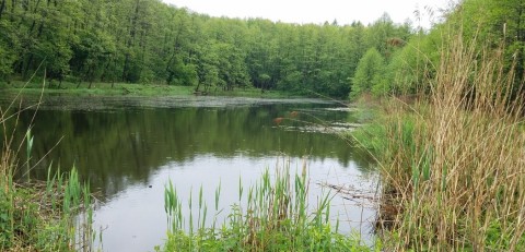 Pobieranie prób ważek – Błoto, Niepołomice (WP3)
