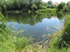 Staw Bukowy, Szczecin – pobór prób ważek