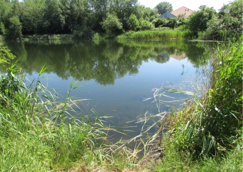 Pobieranie prób ważek – Staw Bukowy, Szczecin