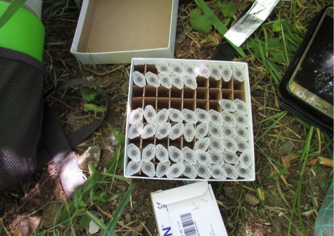 Pobieranie prób ważek – Staw Bukowy, Szczecin