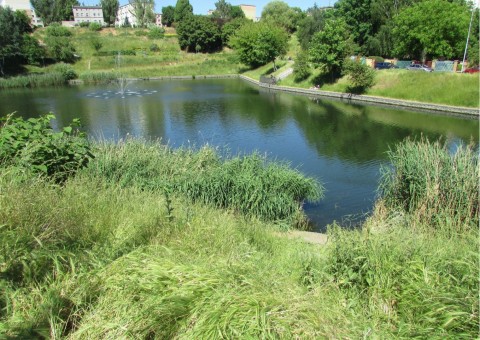 Pobieranie prób ważek – Staw Brodowski, Szczecin