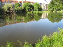 Rusałka, Szczecin – pobór prób ważek