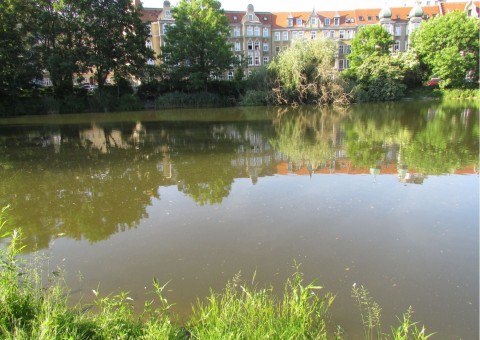 Pobieranie prób ważek – Rusałka, Szczecin