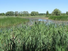 okolice Stolca (gmina Dobra/Szczecińska) – pobór prób ważek