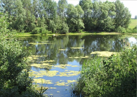 Pobieranie prób ważek – okolice Kościna (gmina Dobra/Szczecińska)