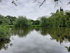 Ögårdsparken, Malmö – pobór prób ważek (WP3)
