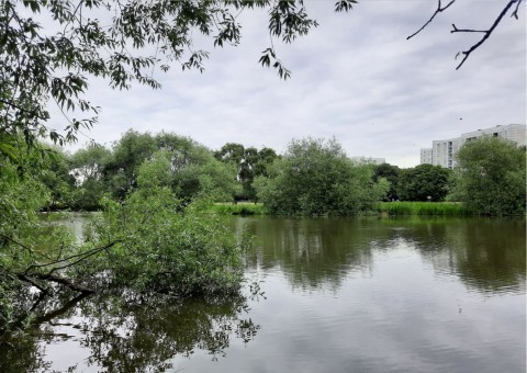 Pobieranie prób ważek – Ögårdsparken, Malmö (WP3)