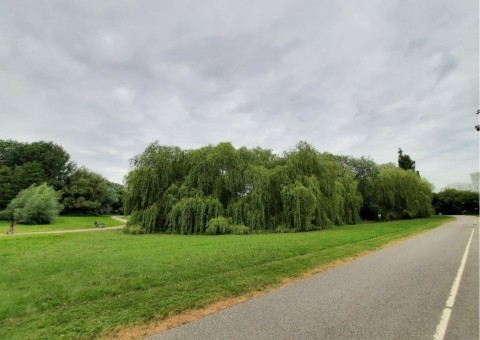 Pobieranie prób ważek – Ögårdsparken, Malmö (WP3)