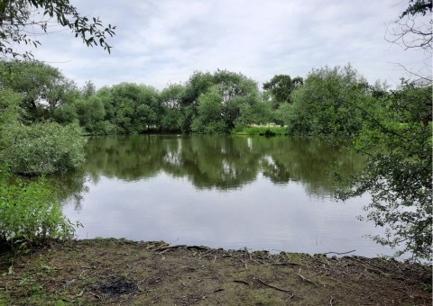 Pobieranie prób ważek – Ögårdsparken, Malmö (WP3)