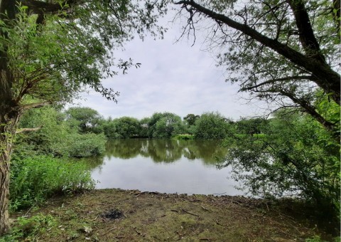Pobieranie prób ważek – Ögårdsparken, Malmö (WP3)
