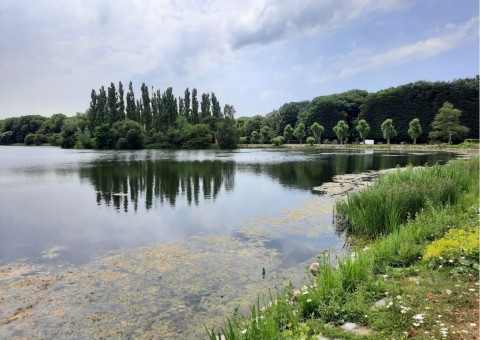 Pobieranie prób ważek – Kronborg, Malmö (WP3, WP5)