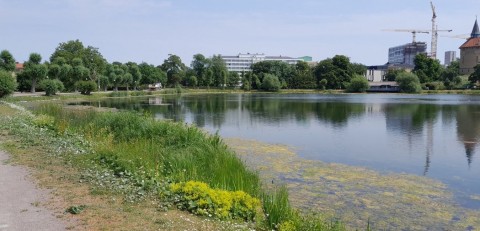 Pobieranie prób ważek – Kronborg, Malmö (WP3, WP5)