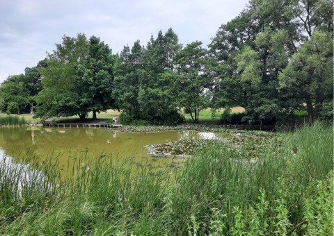 Pobieranie prób ważek – Beijer's Park, Malmö (WP3)