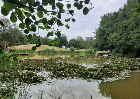 Pobieranie prób ważek – Beijer's Park, Malmö (WP3)