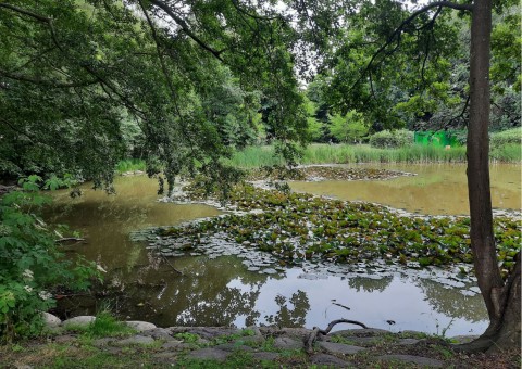 Pobieranie prób ważek – Beijer's Park, Malmö (WP3)