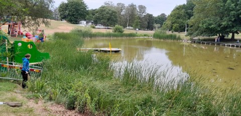 Pobieranie prób ważek – Beijer's Park, Malmö (WP3)