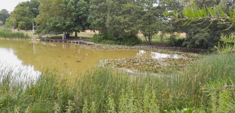 Pobieranie prób ważek – Beijer's Park, Malmö (WP3)