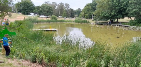 Pobieranie prób ważek – Beijer's Park, Malmö (WP3)