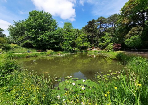 Pobieranie prób ważek – Botanical Garden, Lund, Malmö (WP3, WP5)