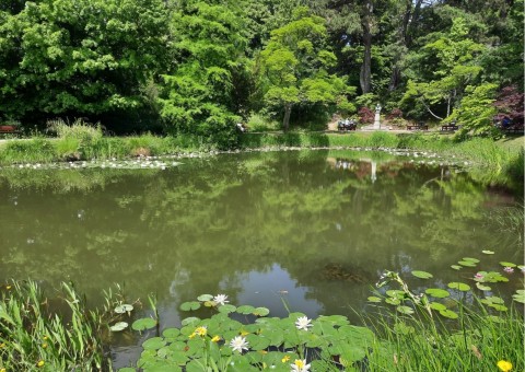 Pobieranie prób ważek – Botanical Garden, Lund, Malmö (WP3, WP5)