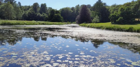 Pobieranie prób ważek – Torups slottsträdgård, Bara (WP5)
