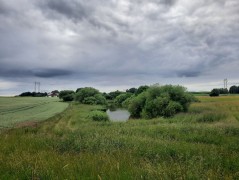 okolice Görslöv – pobór prób ważek (WP3)